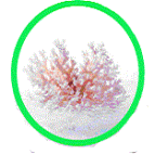 �������ʎX��