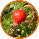 ���[�Y�q�b�v