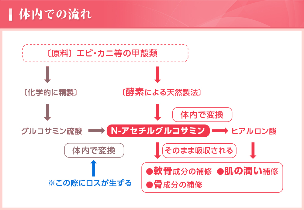 体内での流れ